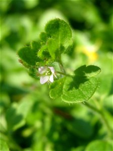 Efeu-Ehrenpreis (Veronica hederifolia) in Hockenheim