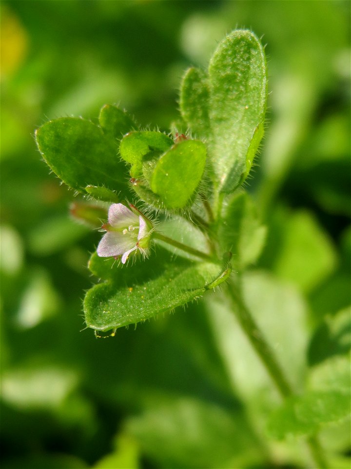 Efeu-Ehrenpreis (Veronica hederifolia) in Hockenheim