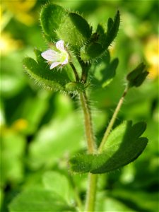 Efeu-Ehrenpreis (Veronica hederifolia) in Hockenheim