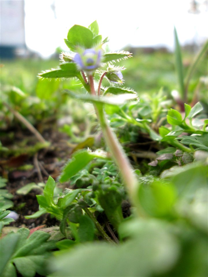 Der erste Efeu-Ehrenpreis (Veronica hederifolia) auf einem vom Nabu als Insektenweide vorbereiteten Grünstreifen in Hockenheim