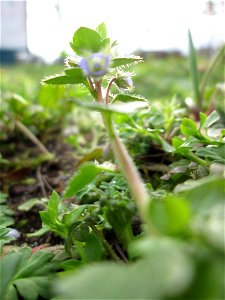Der erste Efeu-Ehrenpreis (Veronica hederifolia) auf einem vom Nabu als Insektenweide vorbereiteten Grünstreifen in Hockenheim
