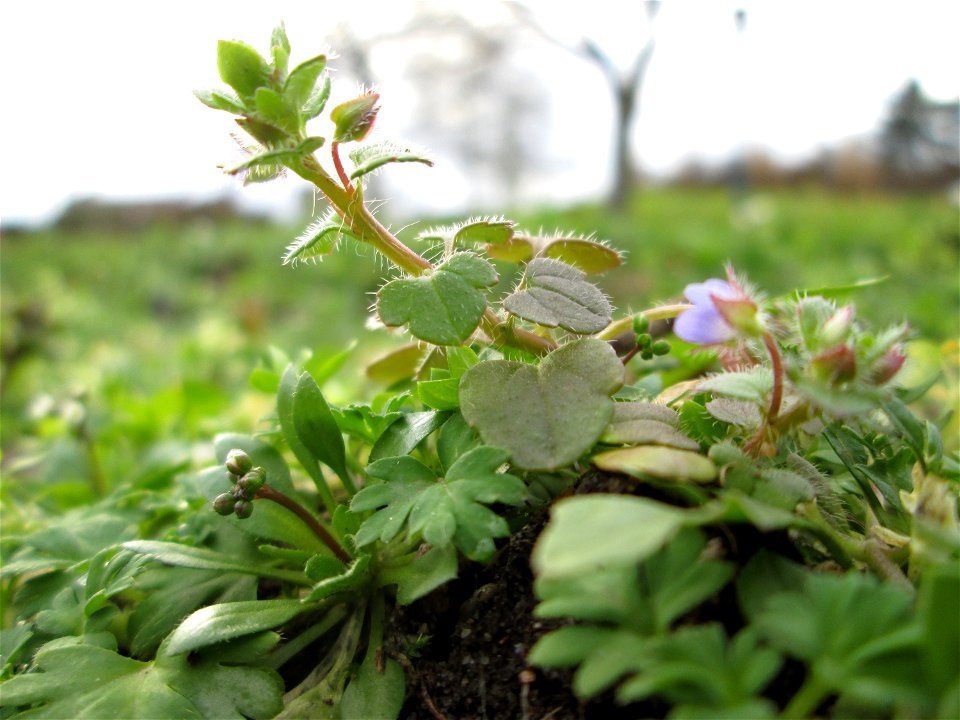Der erste Efeu-Ehrenpreis (Veronica hederifolia) auf einem vom Nabu als Insektenweide vorbereiteten Grünstreifen in Hockenheim