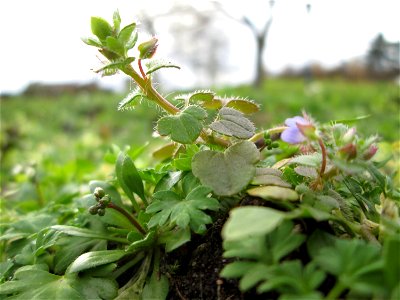 Der erste Efeu-Ehrenpreis (Veronica hederifolia) auf einem vom Nabu als Insektenweide vorbereiteten Grünstreifen in Hockenheim