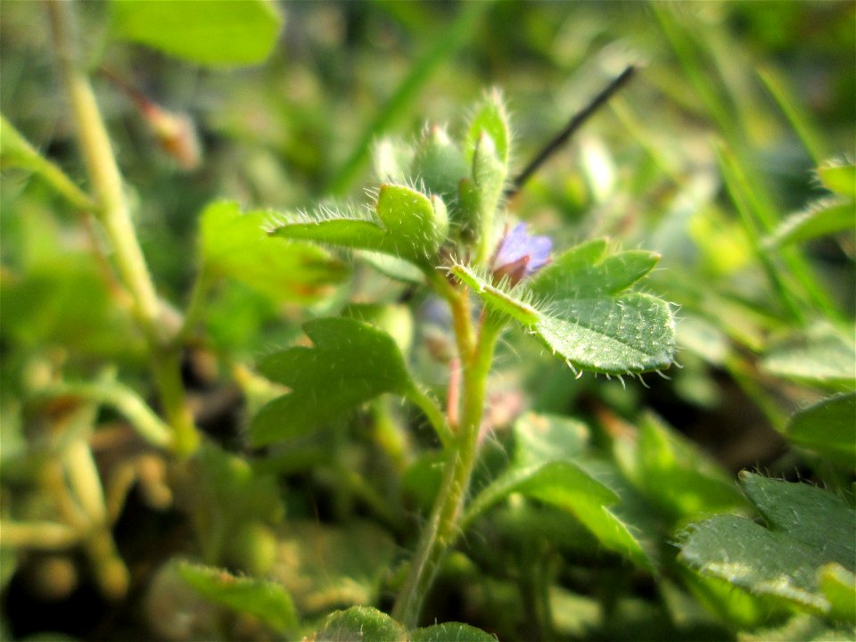 Efeu-Ehrenpreis (Veronica hederifolia) auf einer Parkplatzwiese am Nordring in Hockenheim