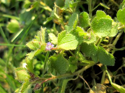 Efeu-Ehrenpreis (Veronica hederifolia) auf einer Parkplatzwiese am Nordring in Hockenheim