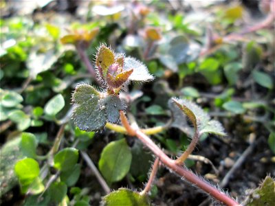 Efeu-Ehrenpreis (Veronica hederifolia) am Straßenrand in Hockenheim