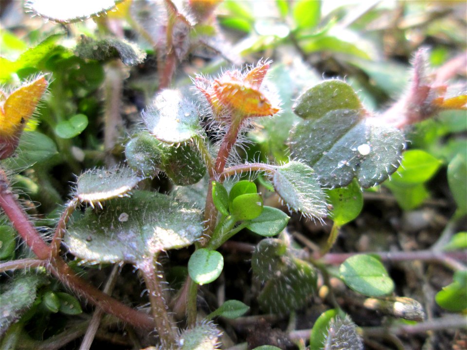 Efeu-Ehrenpreis (Veronica hederifolia) am Straßenrand in Hockenheim