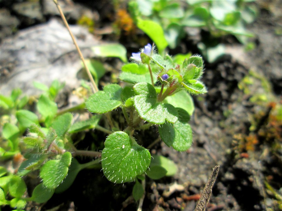 Efeu-Ehrenpreis (Veronica hederifolia) in Hockenheim