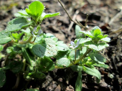 Efeu-Ehrenpreis (Veronica hederifolia) in Hockenheim