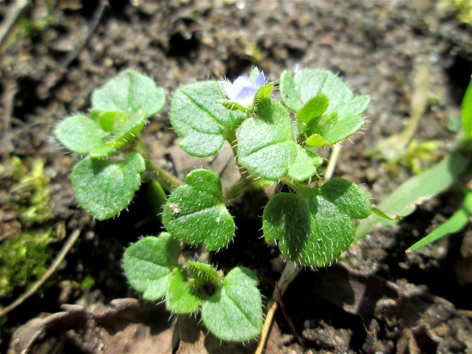 Efeu-Ehrenpreis (Veronica hederifolia) in Hockenheim