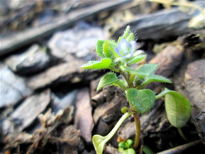 Efeu-Ehrenpreis (Veronica hederifolia) in Hockenheim