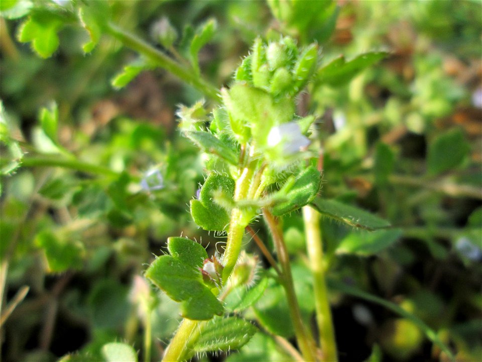 Efeu-Ehrenpreis (Veronica hederifolia) in Hockenheim