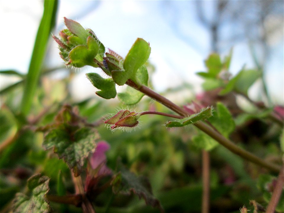 Efeu-Ehrenpreis (Veronica hederifolia) in Hockenheim