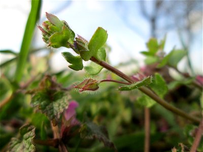 Efeu-Ehrenpreis (Veronica hederifolia) in Hockenheim