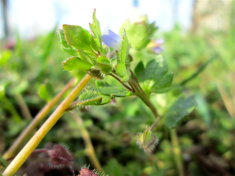 Efeu-Ehrenpreis (Veronica hederifolia) in Hockenheim