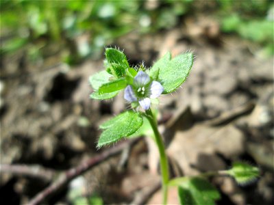 Efeu-Ehrenpreis (Veronica hederifolia) am Kraichbach in Hockenheim