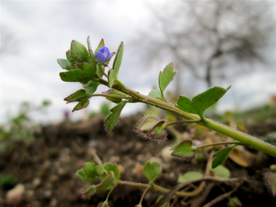 Efeu-Ehrenpreis (Veronica hederifolia) in Hockenheim