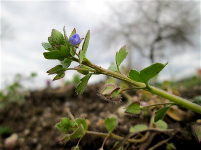 Efeu-Ehrenpreis (Veronica hederifolia) in Hockenheim