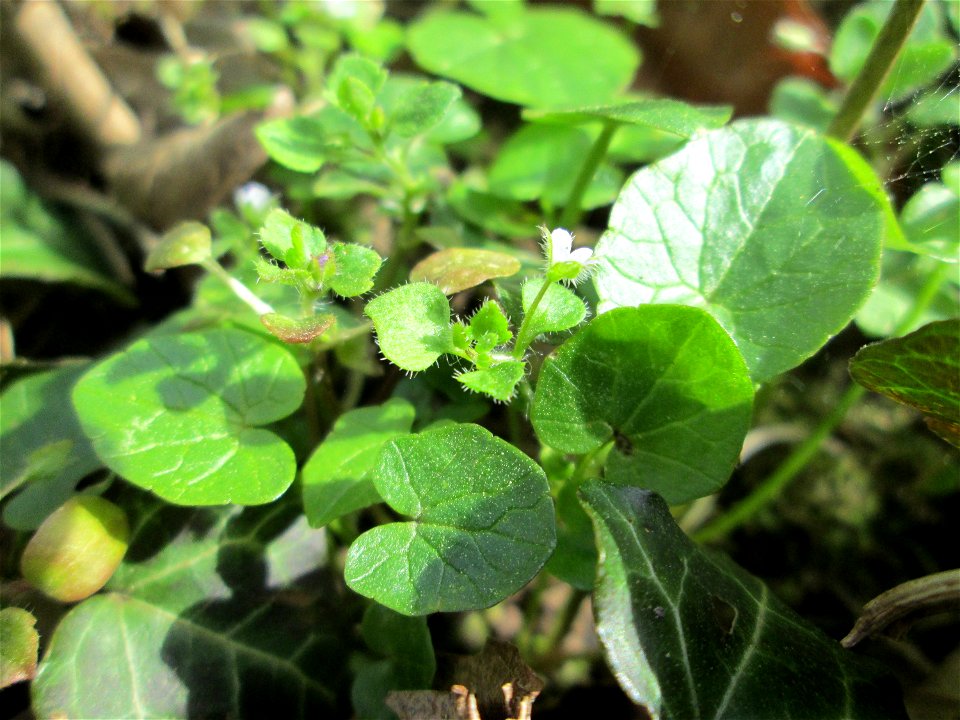 Efeu-Ehrenpreis (Veronica hederifolia) im Unteren Saubusch in der Schwetzinger Hardt