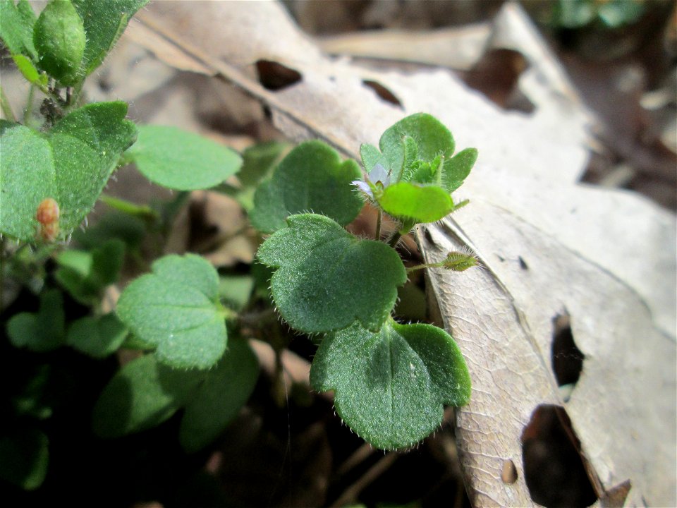 Efeu-Ehrenpreis (Veronica hederifolia) im Unteren Saubusch in der Schwetzinger Hardt
