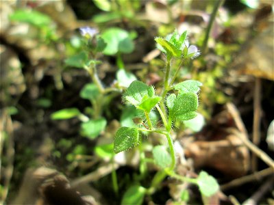 Efeu-Ehrenpreis (Veronica hederifolia) im Unteren Saubusch in der Schwetzinger Hardt