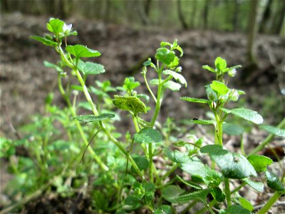 Efeu-Ehrenpreis (Veronica hederifolia) im Landschaftsschutzgebiet „Drahtzugweiher und das Habsterwiesental“ in Alt-Saarbrücken