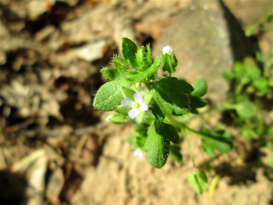 Hain-Ehrenpreis oder Hecken-Ehrenpreis (Veronica sublobata) in der Schwetzinger Hardt nahe der A61