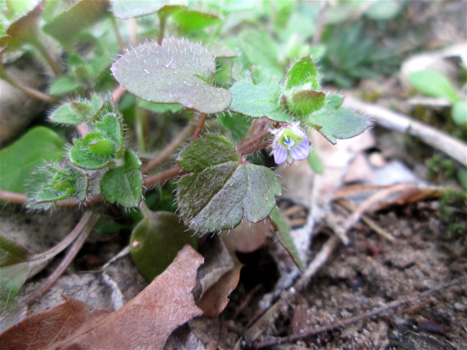 Efeu-Ehrenpreis (Veronica hederifolia) auf dem Dreieichenbuckel im Naturschutzgebiet „Oftersheimer Dünen“