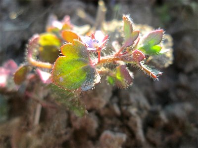 Der erste Efeu-Ehrenpreis (Veronica hederifolia) auf einem Acker bei Hockenheim kündigt den Frühling an