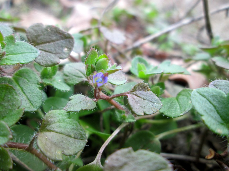 Efeu-Ehrenpreis (Veronica hederifolia) auf dem Dreieichenbuckel im Naturschutzgebiet „Oftersheimer Dünen“