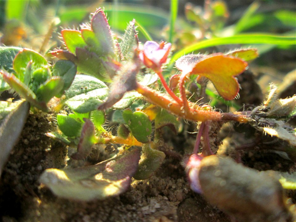 Der erste Efeu-Ehrenpreis (Veronica hederifolia) auf einem Acker bei Hockenheim kündigt den Frühling an