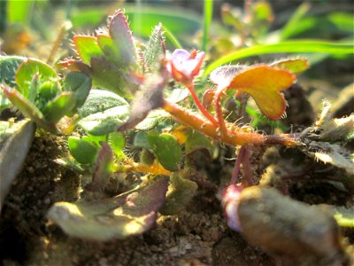 Der erste Efeu-Ehrenpreis (Veronica hederifolia) auf einem Acker bei Hockenheim kündigt den Frühling an