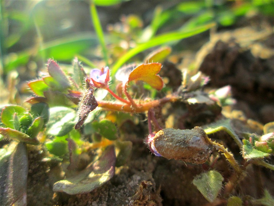 Der erste Efeu-Ehrenpreis (Veronica hederifolia) auf einem Acker bei Hockenheim kündigt den Frühling an