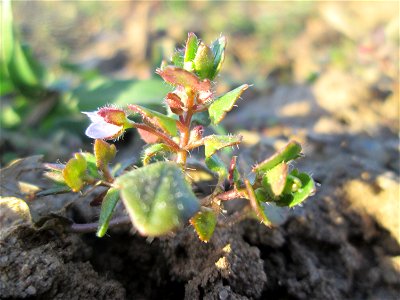Der erste Efeu-Ehrenpreis (Veronica hederifolia) auf einem Acker bei Hockenheim kündigt den Frühling an