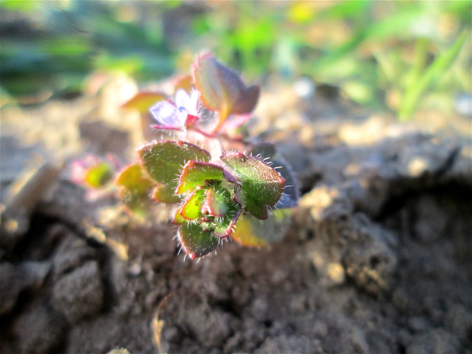 Der erste Efeu-Ehrenpreis (Veronica hederifolia) auf einem Acker bei Hockenheim kündigt den Frühling an