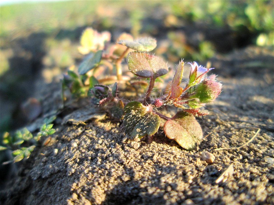 Der erste Efeu-Ehrenpreis (Veronica hederifolia) auf einem Acker bei Hockenheim kündigt den Frühling an