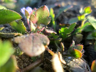 Der erste Efeu-Ehrenpreis (Veronica hederifolia) auf einem Acker bei Hockenheim kündigt den Frühling an