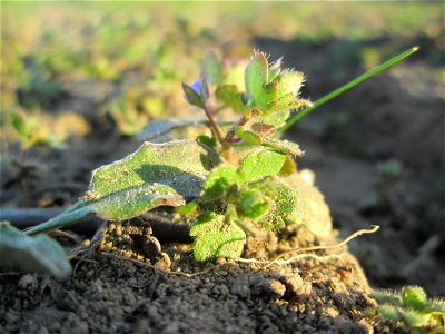 Der erste Efeu-Ehrenpreis (Veronica hederifolia) auf einem Acker bei Hockenheim kündigt den Frühling an