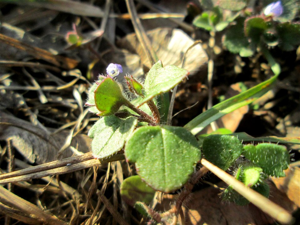 Efeu-Ehrenpreis (Veronica hederifolia) am Feldrand bei Reilingen