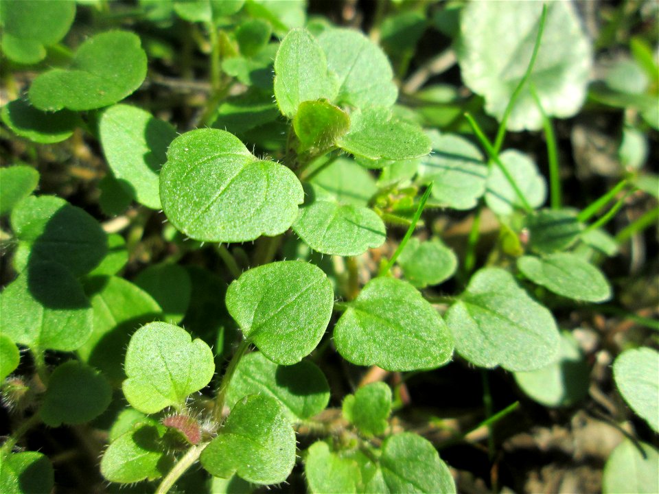 Grundblätter vom Efeu-Ehrenpreis (Veronica hederifolia) im Naturschutzgebiet „Reißinsel“ im Waldpark Mannheim
