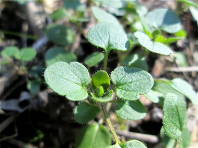 Grundblätter vom Efeu-Ehrenpreis (Veronica hederifolia) im Naturschutzgebiet „Reißinsel“ im Waldpark Mannheim