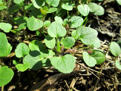 Grundblätter vom Efeu-Ehrenpreis (Veronica hederifolia) im Naturschutzgebiet „Reißinsel“ im Waldpark Mannheim