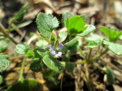 Efeu-Ehrenpreis (Veronica hederifolia) auf einer offenen Sandfläche am Feldherrenhügel im Naturschutzgebiet „Oftersheimer Dünen“