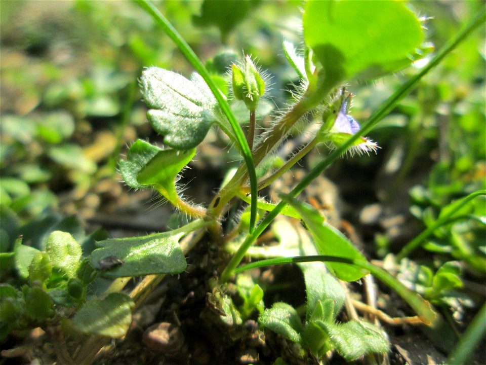 Efeu-Ehrenpreis (Veronica hederifolia) auf einer offenen Sandfläche am Feldherrenhügel im Naturschutzgebiet „Oftersheimer Dünen“