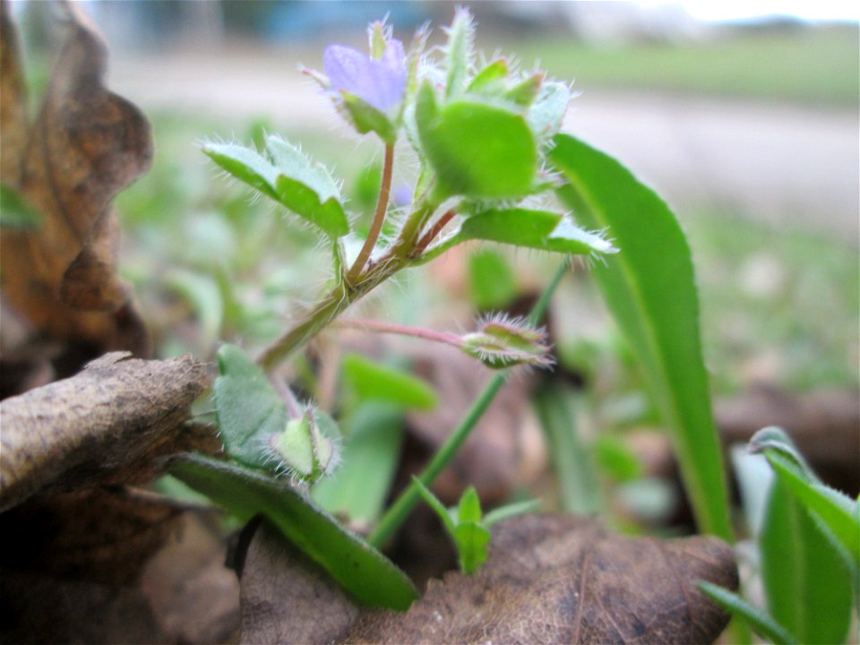 Efeu-Ehrenpreis (Veronica hederifolia) am Feldrand bei Oftersheim
