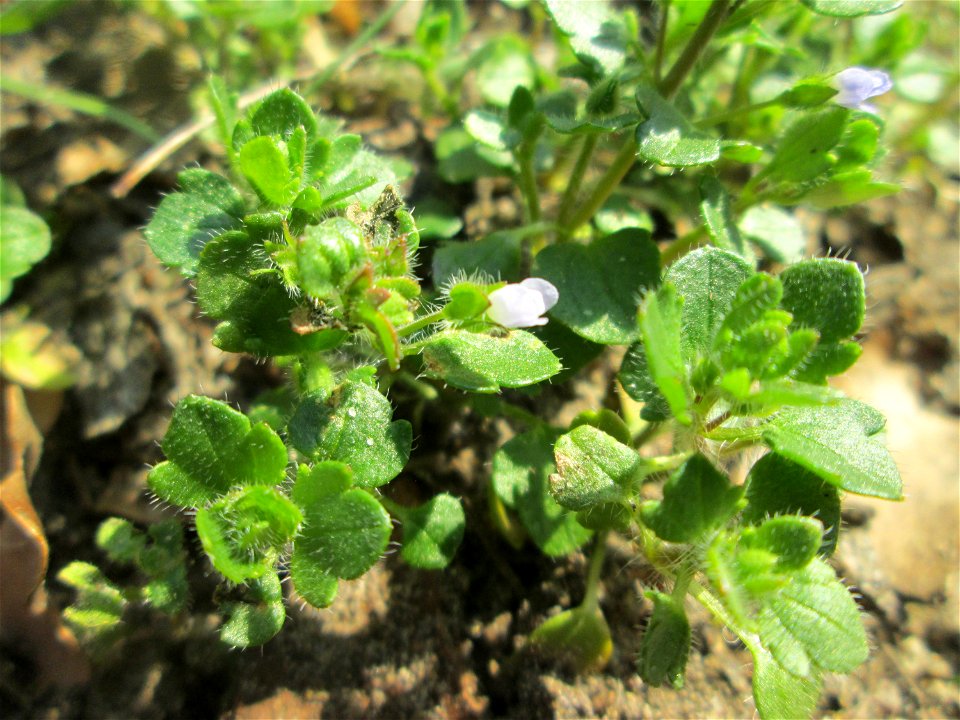Efeu-Ehrenpreis (Veronica hederifolia) auf einer offenen Sandfläche am Feldherrenhügel im Naturschutzgebiet „Oftersheimer Dünen“