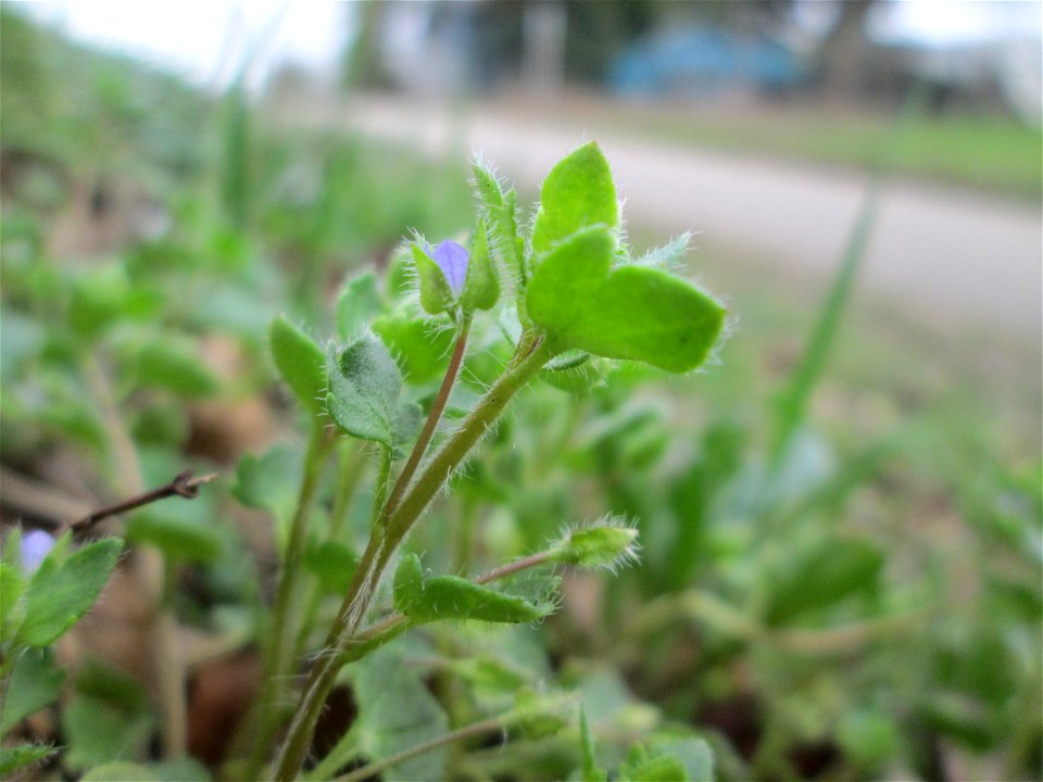 Efeu-Ehrenpreis (Veronica hederifolia) am Feldrand bei Oftersheim