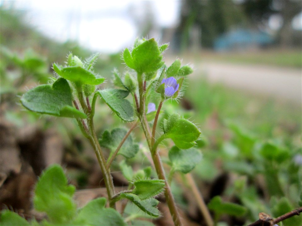 Efeu-Ehrenpreis (Veronica hederifolia) am Feldrand bei Oftersheim