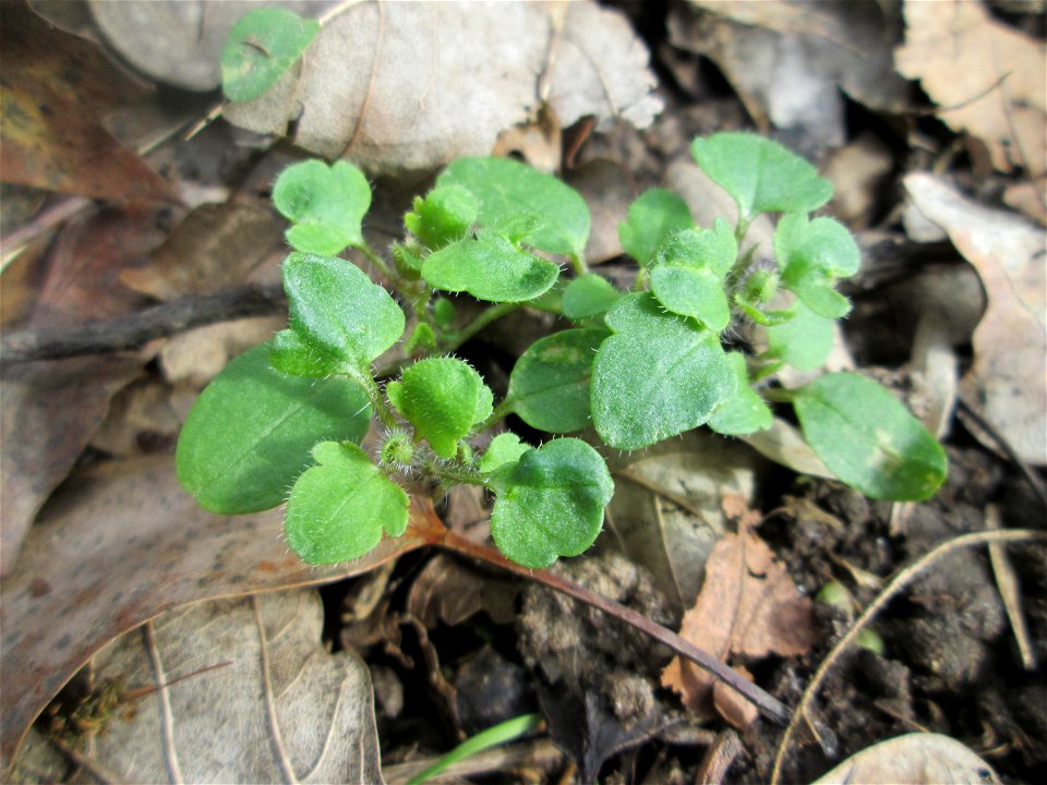 Grundblätter vom Hain-Ehrenpreis (Veronica sublobata) an der Sternallee in der Schwetzinger Hardt
