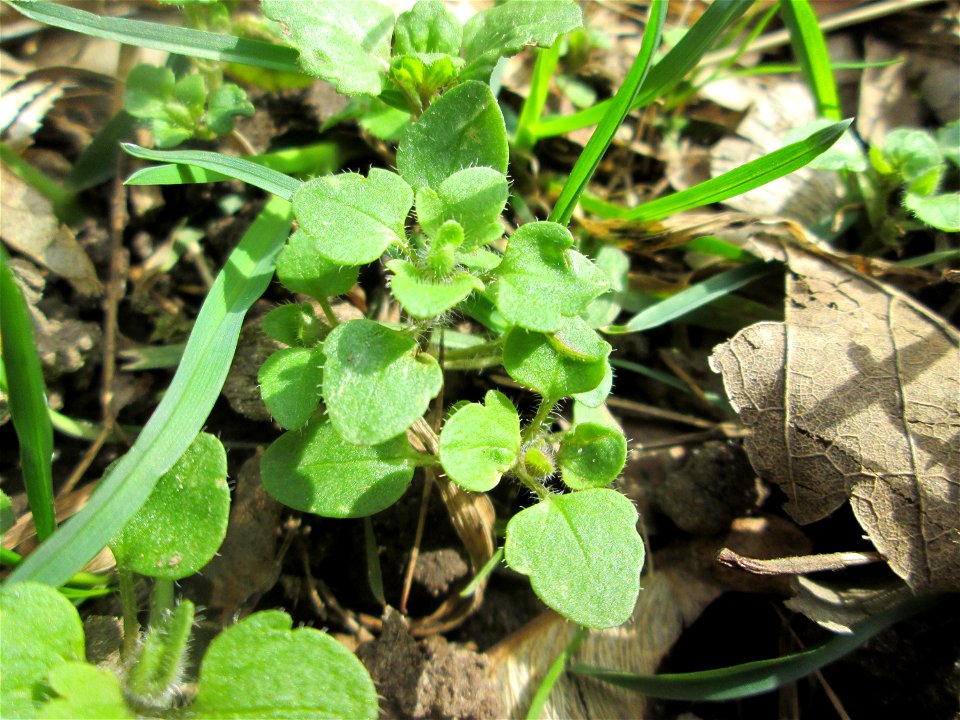 Grundblätter vom Hain-Ehrenpreis (Veronica sublobata) an der Sternallee in der Schwetzinger Hardt